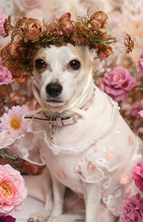 Chuchita / Service Dog
